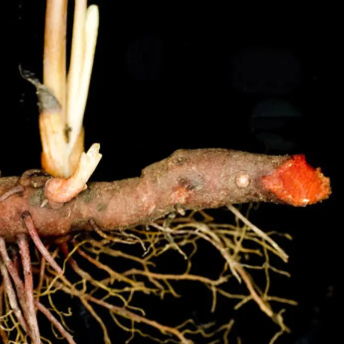 Herbal Remedies Dental Health | Holistic Dental Arts